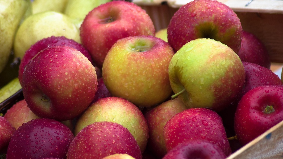 Harvista amplía la ventana de cosecha y preserva la calidad, la firmeza y el color, según el artículo publicado por el IRTA.jpg